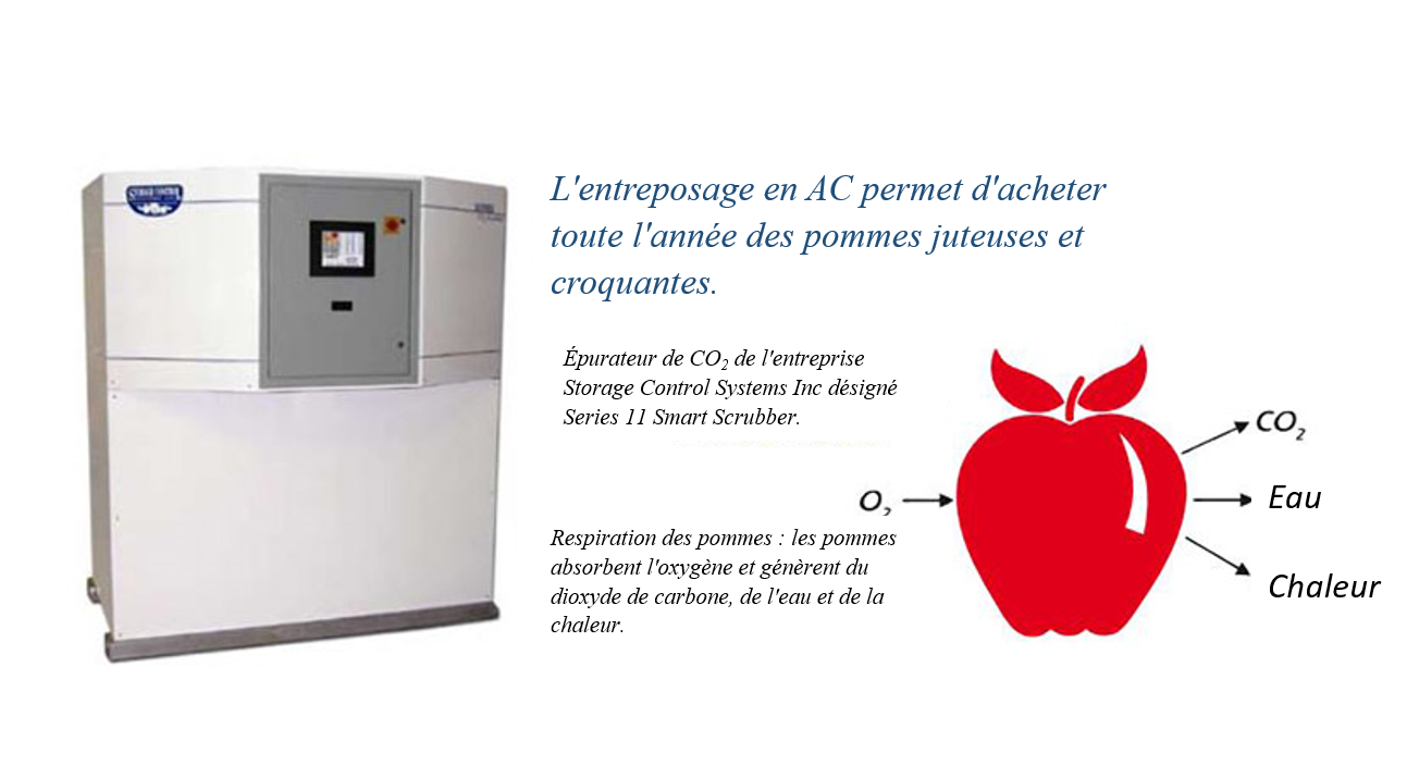 L'entreposage en AC permet d'acheter toute l'année des pommes juteuses et croquantes.