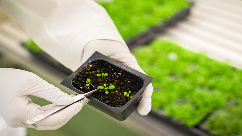 Researching plants