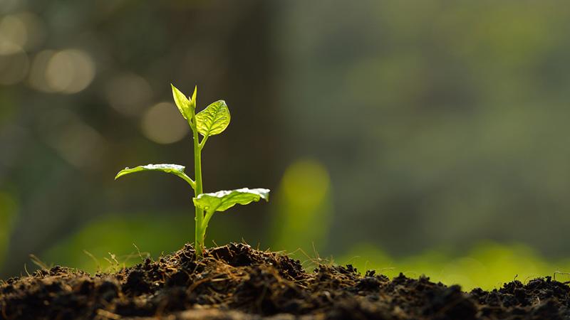 Jeune plante à la lumière du matin