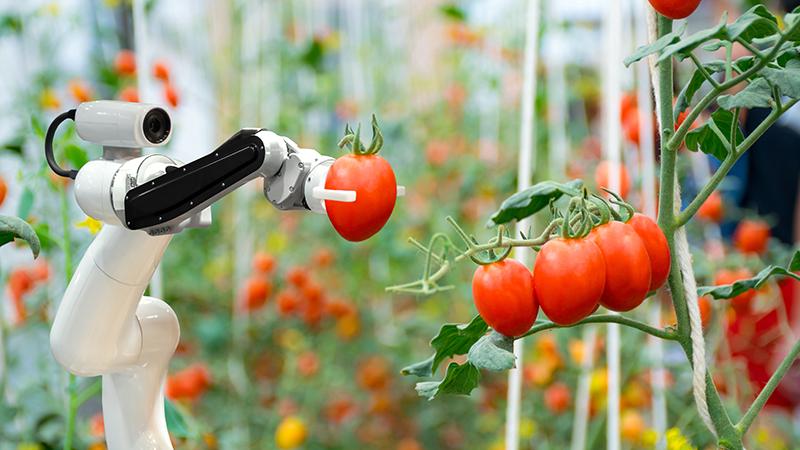 Robot dans une serre à tomates 