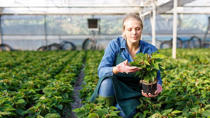 Poinsettia Seedings in a greenhouse