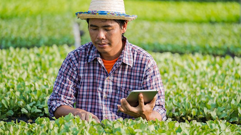A man checking the conditions in a greenhouse