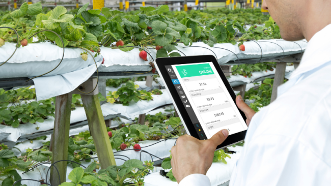Damatex strawberry greenhouse monitoring