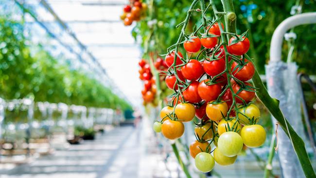 Tomatoes in a greenhouse