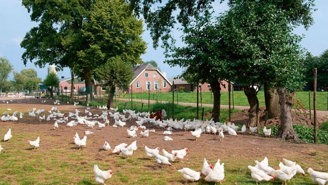 Chickens in a farmyard